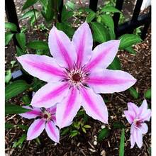 Flower Seeds - View 3