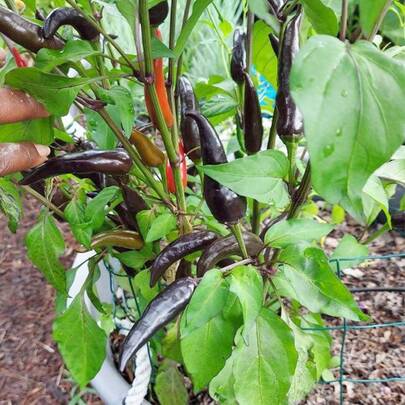 Plant Seeds
