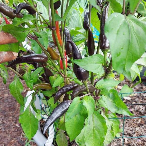 Plant Seeds