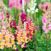 214 graines de fleurs de Snapdragon anciennes - Voir 3