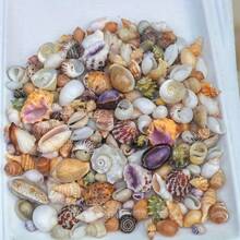 50克贝壳，精美的水族箱装饰品，可用于美化您的家庭鱼缸。它们既实用又美观。 - A - 查看 4