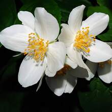 58 magnifiques graines de jasmin à fort taux de croissance, sans OGM, pour un jardin doux et chaleureux, idéales pour la plantation en extérieur. - Voir 3