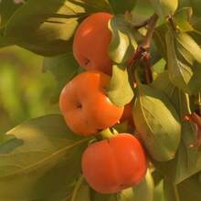 Flower Seeds - View 2