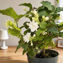 Plant Seeds - View 5