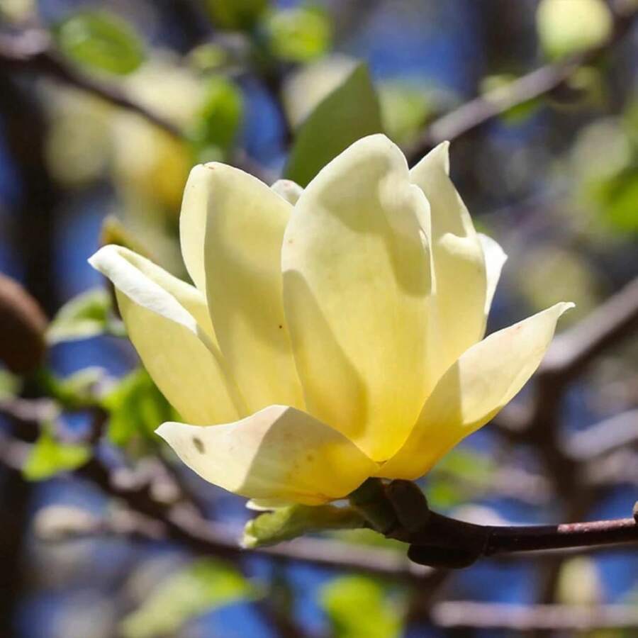 258 graines de plantes, graines de fleurs -- pièces, Graines de Magnolia à feuilles pointues jaunes, Magnolia de montagne, Tulipastra Cordata, un excellent ajout à la barrière d'intimité du jardin. - Voir 1