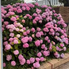 Plantera frön - Visa 5