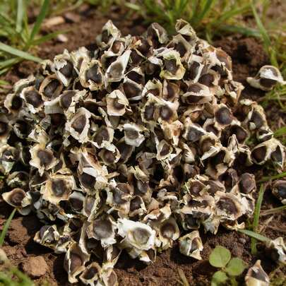 Flower Seeds