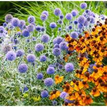 Flower Seeds - View 7