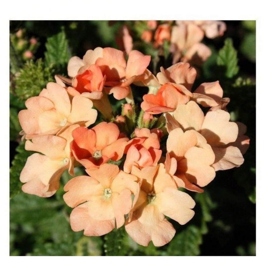 Plantera frön - Visa 1