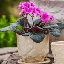 Flower Seeds - View 3