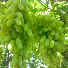 57 graines de raisin 'Finger Grape' de variété traditionnelle - fruit sucré - Voir 5