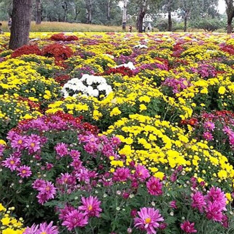 167 pièces de graines de chrysanthème pour plantation - Voir 1