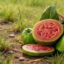 Graines de goyave 50 pièces de haute qualité pour la plantation à domicile, semis robustes, gestion facile, fruits frais naturels, jardin et balcon, fiable et pratique - Voir 2
