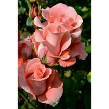 Flower Seeds - View 2