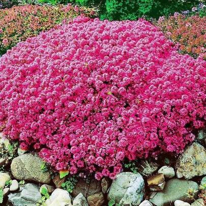 Flower Seeds