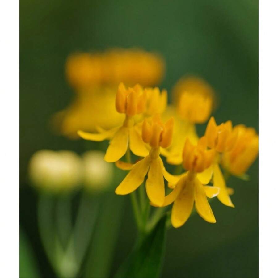 Flower Seeds - View 1