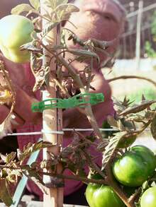 50pcs Green Plant Vine Clips, Reusable, Fix Support Traction Straightening, Suitable For Tomato, Grape, Vegetable Climbing, Suitable For Home, Balcony, Yard, Gardening, Greenhouse, Universal Plant Fixing Clips, Seedling Friendly, Easy Installation - Multicolor - View 5