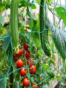 Plant Climbing Net, Cucumber Trellis Net, Thickened Support Mesh, Anti-Collapse Net, Vine Planting Net, Provides Sturdy Support For Climbing Vegetables And Vines, Green Plastic Net, Suitable For Cucumber, Tomato, Vegetables - Multicolor - View 3