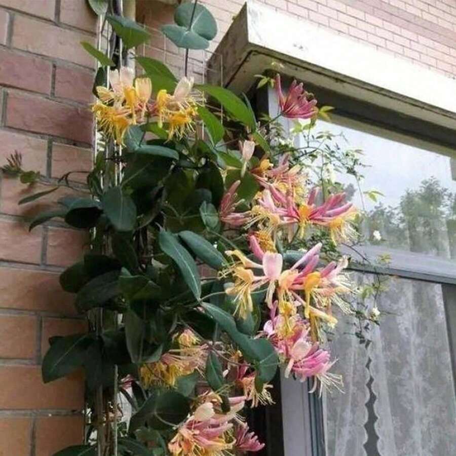 245 Honeysuckle See.Ds - Cold-Resistant Aroma Climbing Perennials On-Site   Vegetable Se.Eds, Perennials On-Site - 245 - View 1