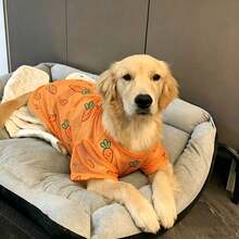 一件大型犬品种图案T恤，简约廓形设计，适合多种大型犬品种，例如金毛寻回犬、拉布拉多犬、萨摩耶犬、边境牧羊犬、哈士奇等，纯色与时尚印花相结合，打造优雅休闲的穿着体验。 - 橘色 - 查看 5