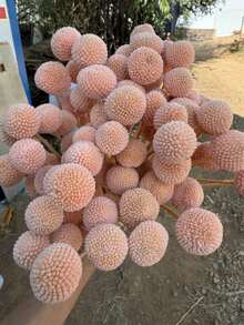 Baby Pink