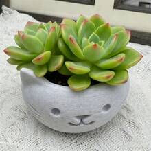 迷你3D打印多肉植物花盆，带排水孔，北欧风格小花盆，适合室内桌面、办公室和家居装饰。轻巧防碎塑料植物容器，适用于多肉植物、仙人掌、香草和盆景。可重复使用的现代园艺花盆，园艺礼品和家居装饰品。 - 花盆 - 查看 7