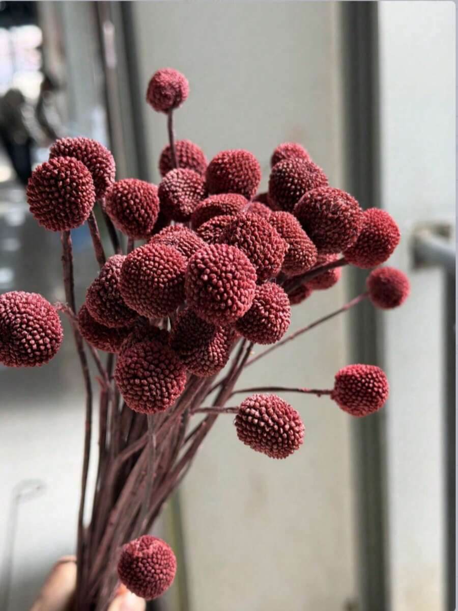 10/20支人造金球花束 - 玻璃般晶莹剔透的雪球花,色彩鲜艳的球形花朵,适合DIY、婚礼和家居装饰,经久耐用,可作中心装饰品,风格从乡村到现代皆宜。 - 紅木色 - 查看 1