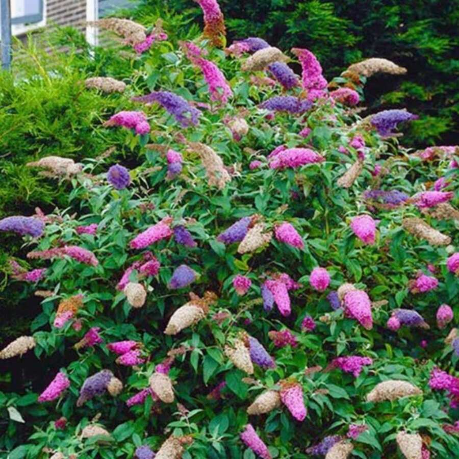 Bristlecone Compact Se.Eds, Victorian Indoor And Outdoor Plant, Suitable For Outdoor Home Gardens (121 Se.Eds) - 121 Items - View 1