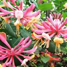 245 Honeysuckle See.Ds - Cold-Resistant Aroma Climbing Perennials On-Site   Vegetable Se.Eds, Perennials On-Site - 245 - View 2
