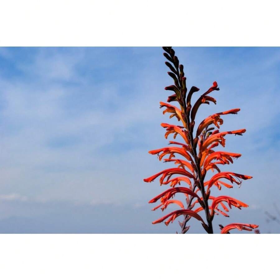 5 Semillas de Chasmanthe Floribunda (Flor de Maíz) de la Bandera Africana, Rojo Naranja, Flor del Colibrí - Variante 1 - Ver 1
