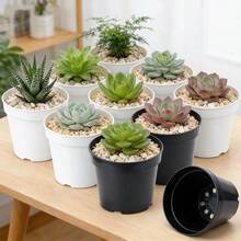 10 chậu nhựa tròn nhỏ dùng để ươm cây mọng nước – Chậu ươm cây nhẹ, tái sử dụng được, thích hợp trồng cây trong nhà, ươm hoa nhỏ và trồng xương rồng. - A - Xem 3