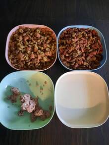 猫粮碗套装，浅平底猫/小型犬喂食碗，有助于缓解胡须疲劳 - kittens and puppies - 查看 6