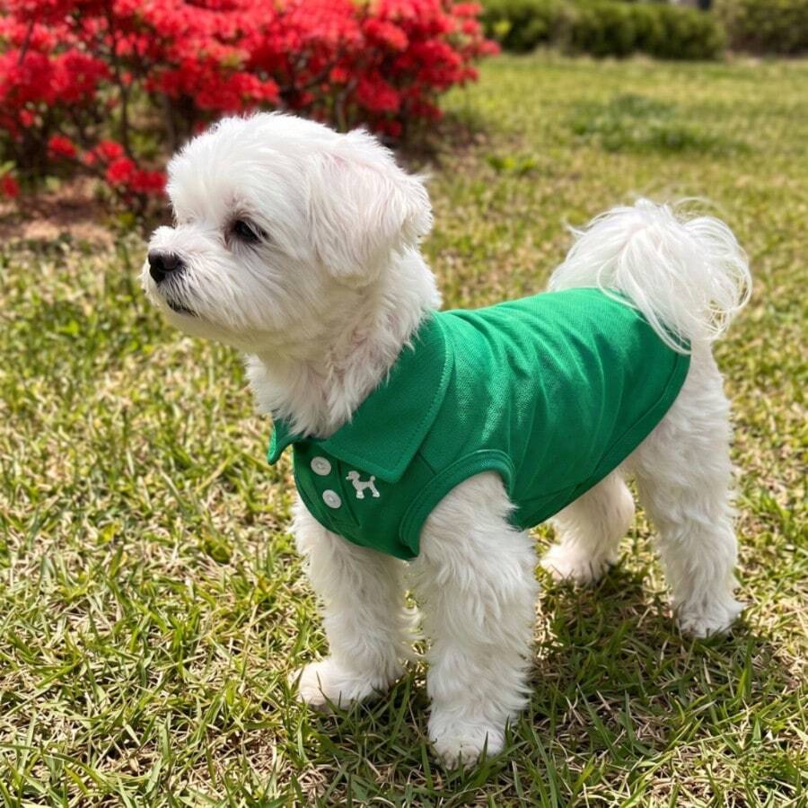 绿色宠物Polo衫，透气珠地布面料，适合贵宾犬和比熊犬，柔软舒适，春夏秋季皆宜。 - 綠色 - 查看 1
