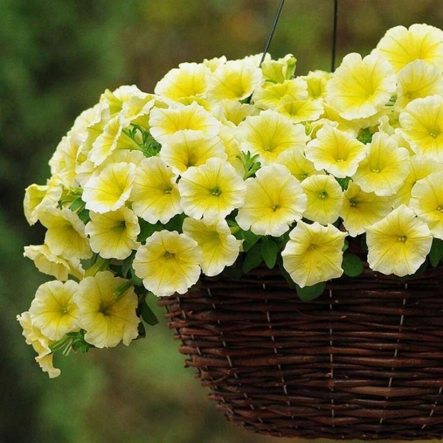 228 Semillas de Jazmín Morado Enano - Adecuado para Jardines Interiores y Exteriores - 228 - Ver 1