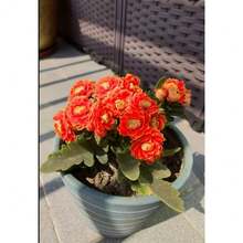 Semillas Golden de Almacén Local, Semillas de Flores en Maceta Duraderas, Fáciles de Mantener para Patio y Balcón - paquete de 500 - Ver 4