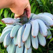 Semillas de Jardín No-OGM:ás de Semillas Raras de Plátano Enano 'Blue Java' - La Planta de Plátano '', Perfecta para la Zona 8 - Variante 1 - Ver 3