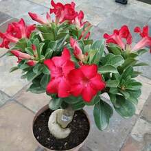 20 Semillas de Rosa del Desierto, una Planta Perenne Resistente a la Sequía, Adecuada para Cultivo en Macetas en Jardines Interiores y Exteriores. - paquete de 500 - Ver 5