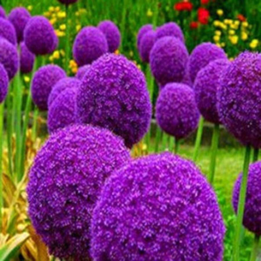 Semillas de bulbo de cebolla gigante, Allium Christophii, Decoración de jardín, Flores de exterior, Plantas, Frutas y Verduras, Planta para amantes de las plantas como regalo de la naturaleza. - 100 piezas/semillas - Ver 1
