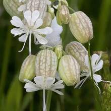 Semillas de orquídea Ballet, semillas de jade blanco atraen abejas, adecuadas para jardines. - 100 unidades - Ver 9