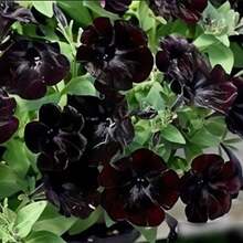 158Pcs Jasmine Flower Suitable For Garden Planting - 158pcs/s.e.e.d.s - View 2