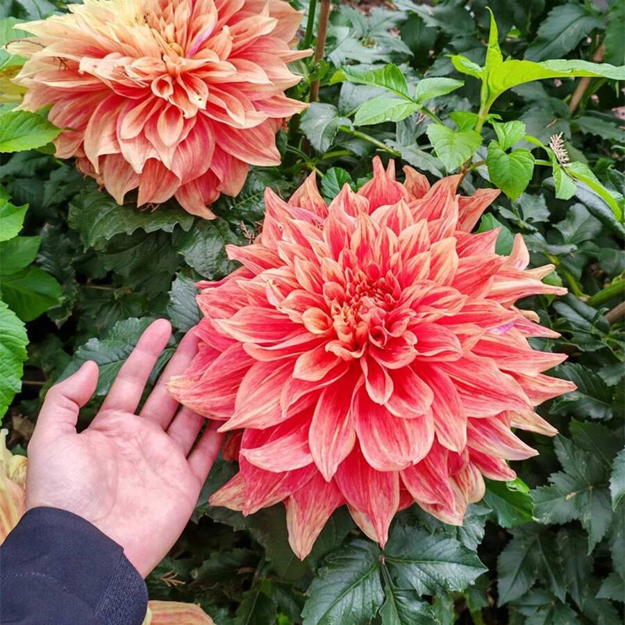Dalia, una flor gigante de variedades mixtas, se utiliza para cultivar 295 flores coloridas, adecuadas para plantar - Variedades no modificadas genéticamente - Adecuadas para bordes, recipientes y camas de jardín. - 289 - Ver 1