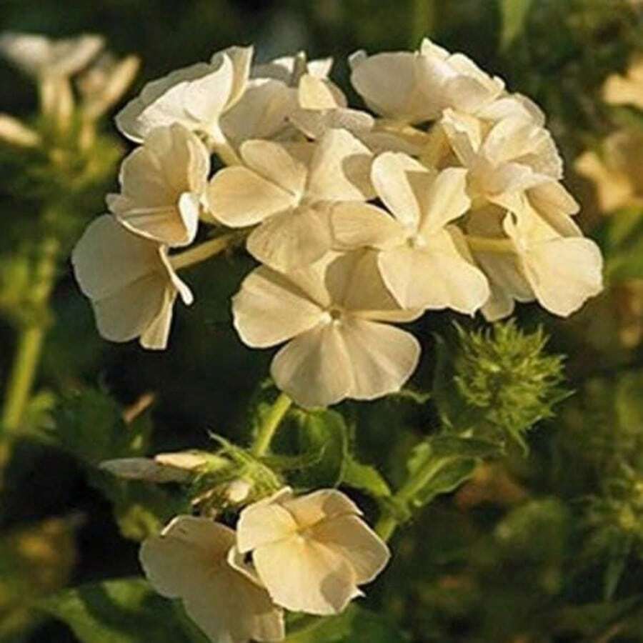 158pcs Buckwheat For Planting Flowers In The Garden - 158pcs/s.e.e.d.s - View 1