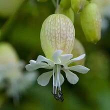 Semillas de orquídea Ballet, semillas de jade blanco atraen abejas, adecuadas para jardines. - 100 unidades - Ver 1