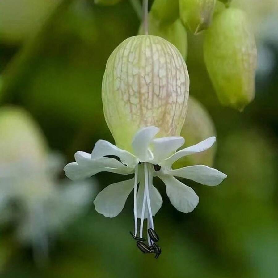 Semillas de orquídea Ballet, semillas de jade blanco atraen abejas, adecuadas para jardines. - 100 unidades - Ver 1