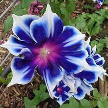 362 piezas de semillas de peonía, hermosas semillas de flores perennes - 362 - Ver 5