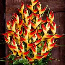 Heliconia Wild, Floración estacional, Flor, Planta frutal, Vegetal, Planta en maceta, Necesita ser plantada, Atrae abejas, mariposas, colibrí, polinizadores, Fácil de plantar y mantener. - 50 - Ver 9
