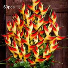 Heliconia Wild, Floración estacional, Flor, Planta frutal, Vegetal, Planta en maceta, Necesita ser plantada, Atrae abejas, mariposas, colibrí, polinizadores, Fácil de plantar y mantener. - 50 - Ver 12
