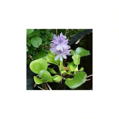 Common Hyacinth (Eichhornia Crassipes) Floating Plants Gardens And (9, Count)