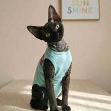 Lightweight Sleeveless T-Shirt With Embroidered Horse Design, Breathable And Shedding-Resistant For Sphynx Cats In Summer - Baby Blue - View 4