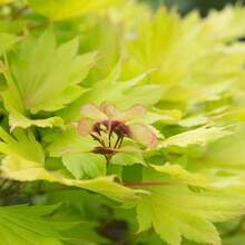 Live Plants - Single - View 4